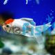 Red Cap Oranda