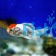 Red Cap Oranda