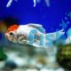 Red Cap Oranda
