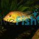 Red Hump Cichlid