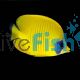 Red Lined Butterflyfish