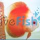Red Melon Discus