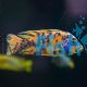 Orange Blotch - Zebra OB