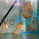 Red Scarlet Discus