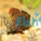 Red Scat Brackish 