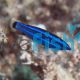 Red Sea Four Line Wrasse - Medium