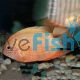 Red Severum 