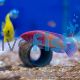 Red Velvet Wrasse