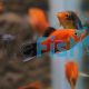 Red Wagtail Platy