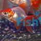 Red & White Ryukin - Carassius auratus