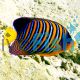 Regal Angelfish - Pygoplites Diacanthus