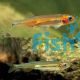 Australian Smelt - Southern 5cm