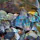 Reynoldsi Corydoras