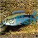 Rio Mamore Apistogramma