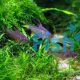 Rosy Tetra