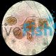 Live Rotifers 500K (Small Strian) Brachionus Rotundiformis