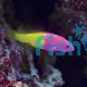 Bicolour Dottyback