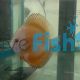 Royal Ruby Red Discus