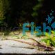 Royal Whiptail Catfish