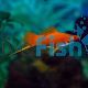 Ruby Red Eye Swordtail