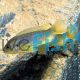 Rusty Cichlid