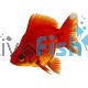Ryukin Red - Short Tail