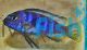 Pseudotropheus Salousi