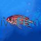 SQUIRRELFISH CROWN