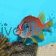 Squirrelfish Tail-Spot