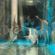 Scalare Angelfish Rio Nanay