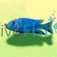 Electric Blue 7cm
