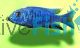  Female Electric Blue 9cm