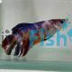Select Male Giant Fancy Betta
