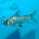 Flagtail Prochilodus Red Finned