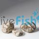 Shodo Rock x2 Pack
