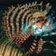Shortfin Lionfish