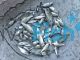 25x Silver Perch 5-6cm