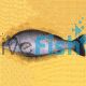 12x Silver Perch 3-4cm