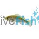 Silver Perch