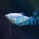 Silver Gourami 