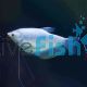 Silver Gourami 