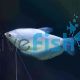 Silver Gourami 