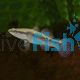 Sleepy Cod - Oxyeleotris lineolatus