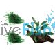 Small Aquarium Plant Pack