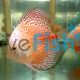 Snow Leopard Discus 9cm