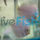 Snow White Discus
