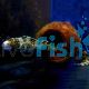 Snowflake Moray Eel 