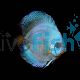 Solid Cobalt Blue Discus