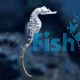 Southern Knight Seahorse