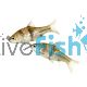 Spanner Barb - Barbodes